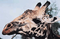 Kenyan giraffe in Champions of the Wild: Subject of research
