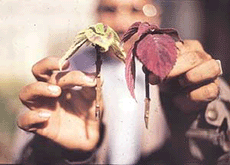 Soft wood cuttings should be four inches long