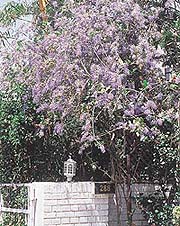 Climbers lend privacy to a building