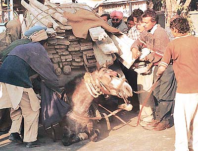 photo by Pankaj Sharma