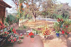 Flowers await customers on New Year Day.