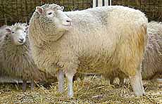 The cloned sheep Dolly