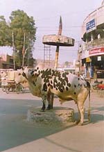 A stray bull seems to have started managing the traffic from the podium in the heart of Bathinda city.