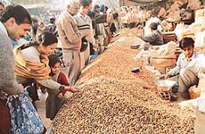 Residents throng Sector 26 market in Chandigarh for purchasing the goodies on the eve of Lohri on Saturday. 