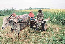 A farmer couple return from their golden mustard fields on the most ancient but trusted mode of transport on a chilly and rainy Tuesday.