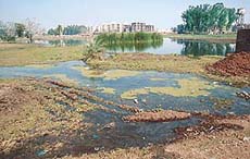 A cesspool of untreated sullage near Sector 70 in Sohana village.
