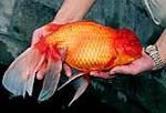 A giant goldfish named "Bruce"