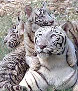An Indian white tiger sits in her enclosure inside the Delhi zoo