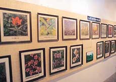 A view of the botanical photo gallery in Punjabi University, Patiala