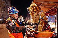 Frank Shane shares a doggie treat with his golden retriever, Nikie, the only therapy dog certified to work at the World Trade Center site in New York. 