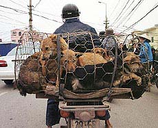 Dogs are carried in a cage on the back of a motor-cycle en route to Tay Ho district of Hanoi 