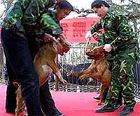 Chinese men prepare dogs for a short practise