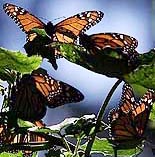 A migration Monarch butterfly