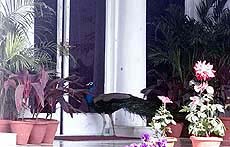 Prime Minister Atal Behari Vajpayee has a feathery guest