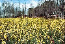 MOTHER NATURE AT HER BEST: A mustard field in full bloom on the Mohali-Chunni road.