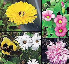 Blooming flowers usher in Basant Panchmi.