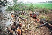 A view of the trees felled on the Chandigarh-Ludhiana road