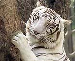An Indian white tiger stretches against a tree