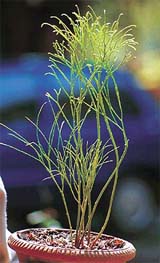 Psilotum nudum, a very rare and primitive plant commonly known as wisk fern