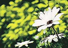 Spring is the season, love is the reason why I am waiting for you.