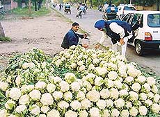 Cauliflowers at down-to-earth price.