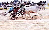 Bullock-cart race at Kila Raipur rural games on Wednesday.