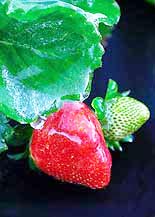 A thin coat of ice protects plants and strawberries at Fancy Farms, a strawberry field near Plant City, Florida