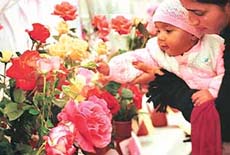 Flowers on display at Spring Fest that began in Yavnika, Panchkula, on Saturday.