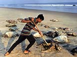 A member of the "Kachua Bachao Abhiyan Samitee" collects the rotting bodies of Olive turtles