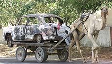 A camel pulls a cart