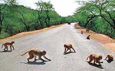 A large number of monkeys converge on the Panchkula- Naraingarh road seeking fruits from Hanuman devotees and posing a traffic hazard.