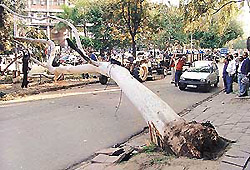 A view of the eucalyptus tree which fell upon a moving Maruti car in the Chandigarh�s Sector 17 commercial area. 