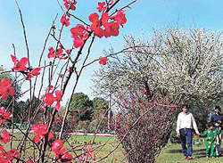 WHERE ANGELS LOVE TO TREAD: Botanical Garden of Panjab University, Chandigarh.