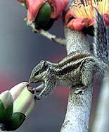 A squirrel eats a flower