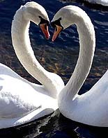 A couple of swans