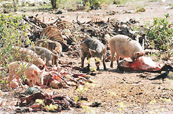 An un-authorised carcass dump on the HUDA land in Mansa Devi Complex, Sector 5, Panchkula.