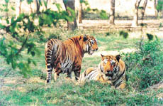 Cool cats in hot weather.