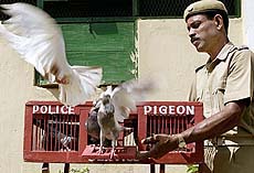 Constable Ashok Kumar Naik, a police pigeon trainer, releases birds