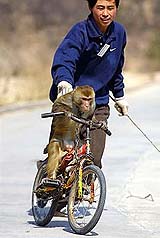 A monkey rides a bicycle