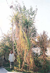 Mr Raj Kumar stands beside his 22-feet-tall sugarcane at his Rattpur village farm near Pinjore.
