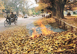The ban on burning leaves goes up in smoke on the road to Sukhna Lake in Chandigarh on Thursday.