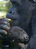 Four-week-old gorilla baby "Ituri"