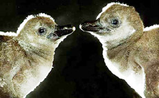 Penguin chicks 