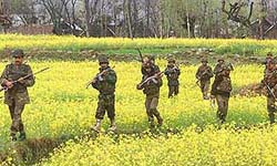 Army soldiers pass through a mustard field during the search of a village