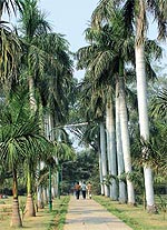 The Delhi University campus wears a deserted look as examinations are round the corner. 