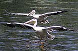 A pair of pelicans flies over a pond
