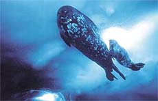 Weddell seals, a winner exhibit.