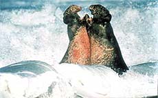 Northern elephant seal bulls caught fighting.