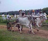A bullock cart race being held in village Bullana in Ambala.
