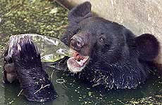 A Himalayan black bear drinks water from a bottle